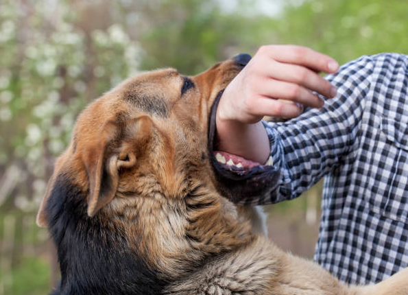 Dog Bite Attorneys In Las Cruces