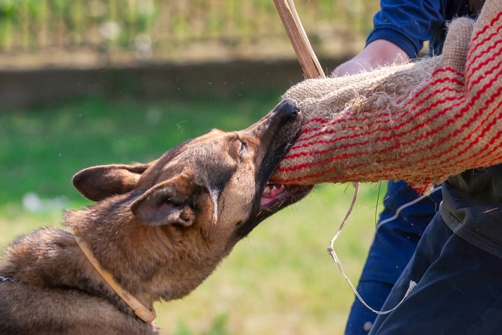 Texas & New Mexico Dog Bite Laws