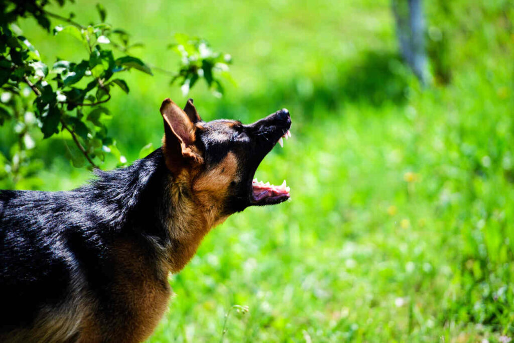  The dog looks aggressive and dangerous possible case of dog bite and need of dog bite injury lawyer.