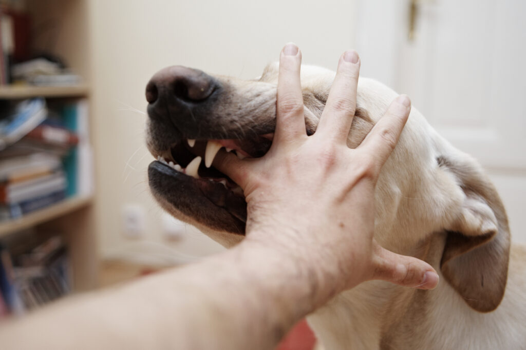 Dog Bite Injuries